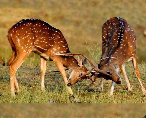 Khajuraho Wildlife