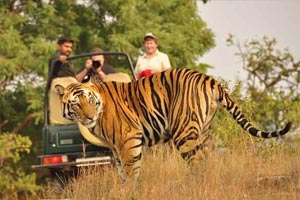 Khajuraho Wildlife Train Tour